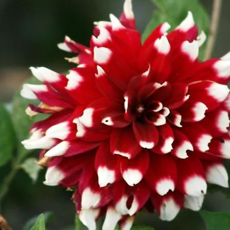 Vakantieboerderij Da Attilio *