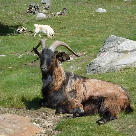 Vakantieboerderij Da Attilio Cannobio