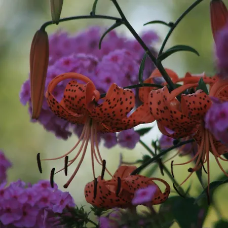 Vakantieboerderij Da Attilio Cannobio