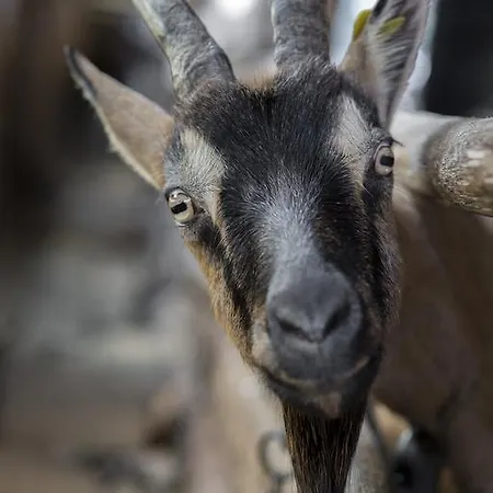 Gospodarstwo agroturystyczne Da Attilio *
