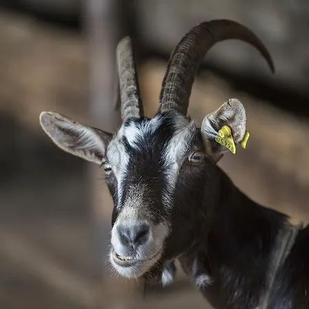 Gospodarstwo agroturystyczne Da Attilio Cannobio